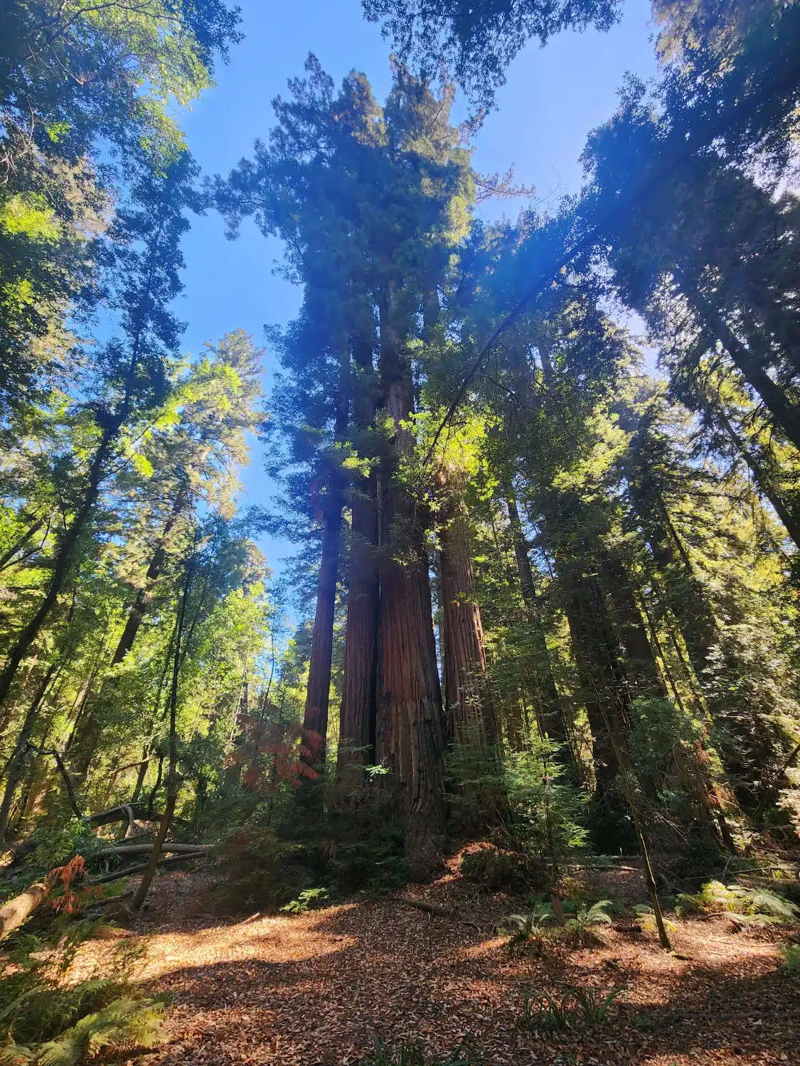 Hotels near Henry Cowell Redwoods State Park