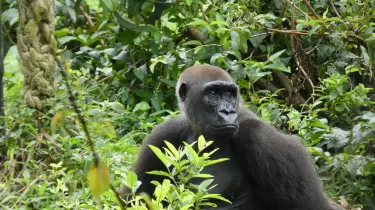 Limbe