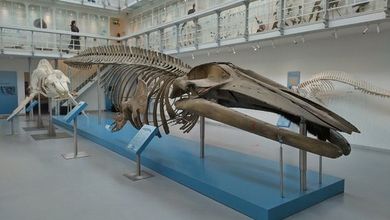 Zoological Museum of Kiel University