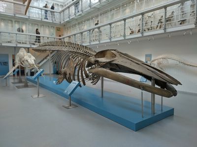 Zoological Museum of Kiel University