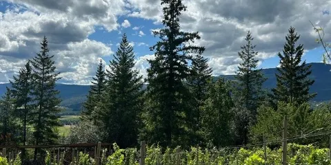 Larch Hills Winery