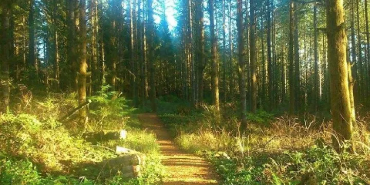 Malcolm Knapp Research Forest