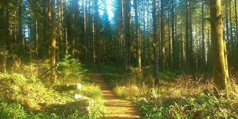 Malcolm Knapp Research Forest