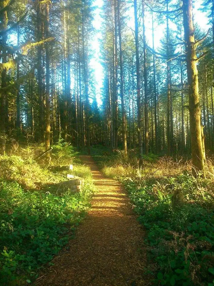 Hotels near Malcolm Knapp Research Forest