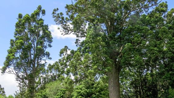 Warkworth & Districts Museum
