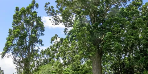 The Warkworth Museum