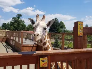 Animal Adventure Park