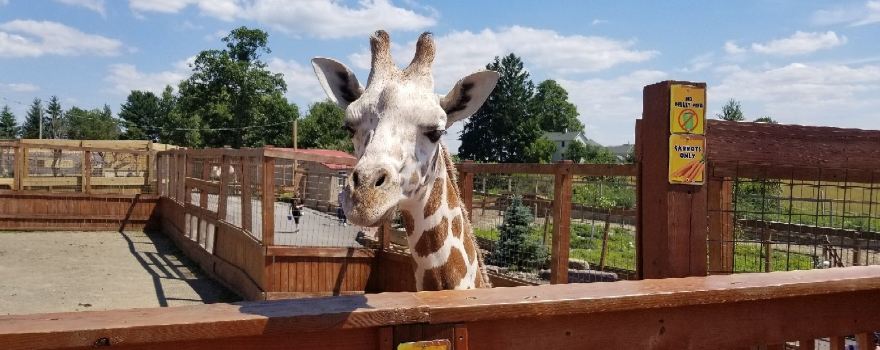 Animal Adventure Park