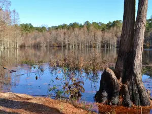 Carvers Creek State Park