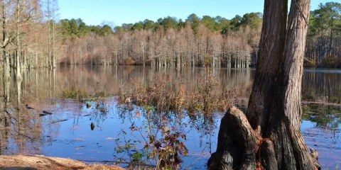 Carvers Creek State Park