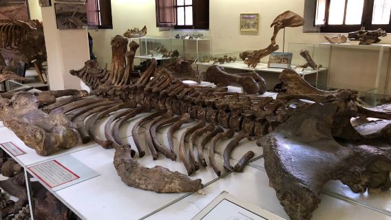 Museo Paleontologico y Arqueologico