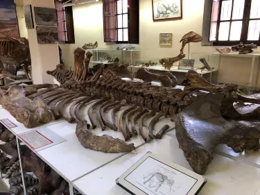 Museo Paleontologico y Arqueologico
