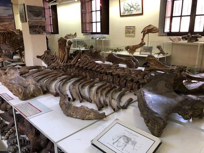 Museo Paleontologico y Arqueologico