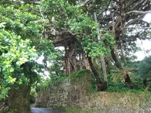 300 Years Old Tree Gajumaru