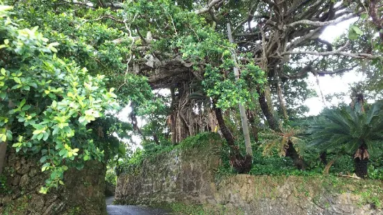 300 Years Old Tree Gajumaru