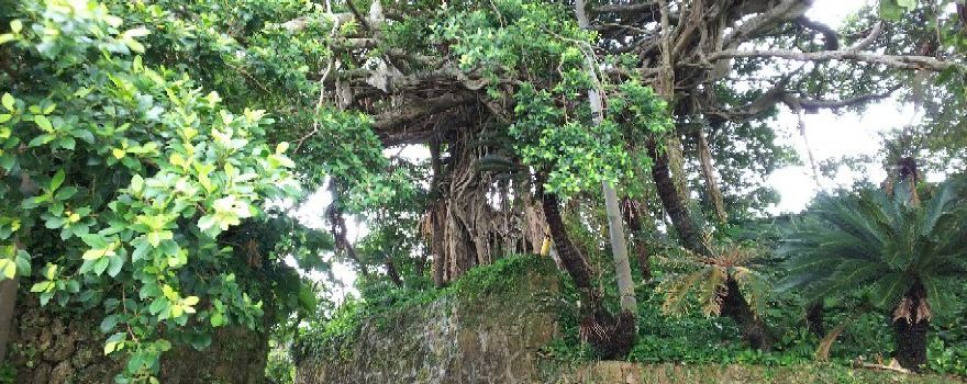 300 Years Old Tree Gajumaru