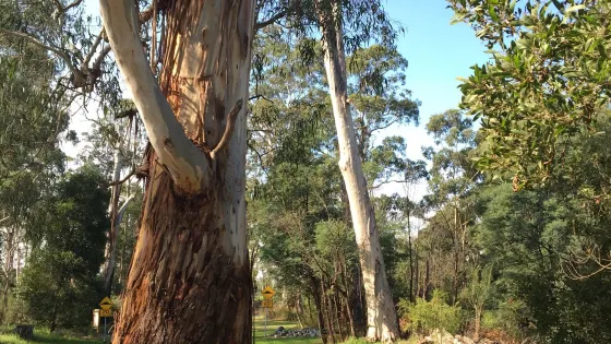 Robin Hood Reserve