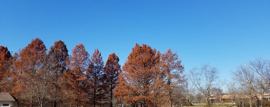City Centre Park