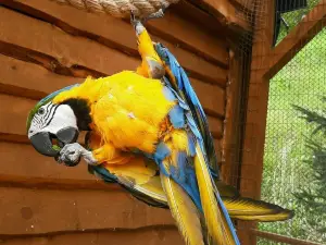 Papugarnia Mazury