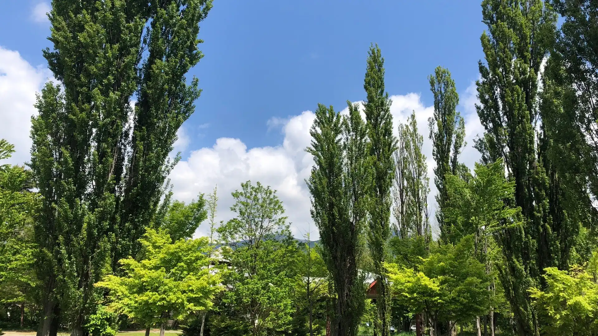 大池公園周辺のホテル