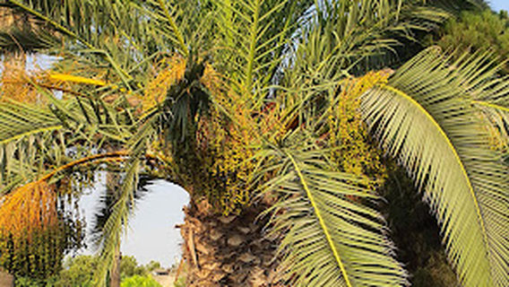 Qabus Ibn Voshmgir Historical Tower
