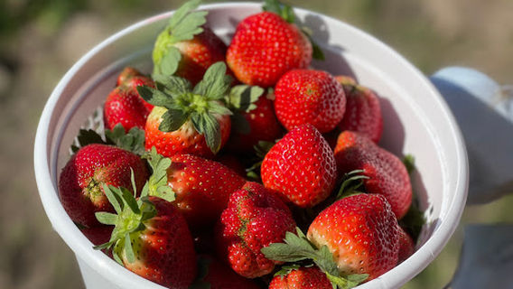 Brown & Brown Farms and Country Store