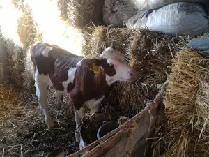 Çine