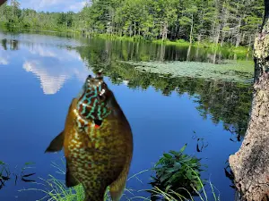 도나베스 리프먼 공원