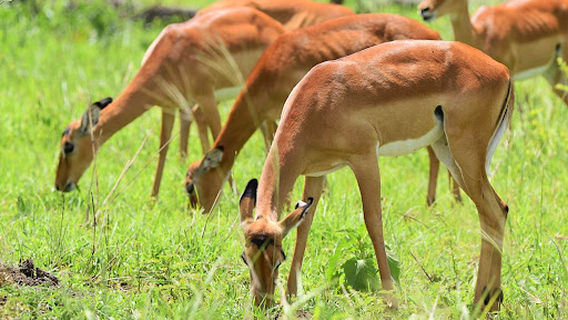 Mikumi National Park Office