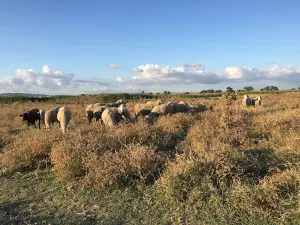 Kocagöl