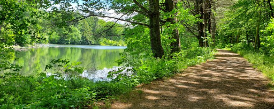 Naugatuck State Forest