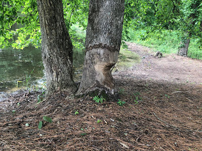 Lucas Pond