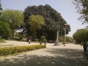 Banyan Tree