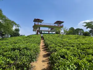 Botanical Tea Garden, Champawat
