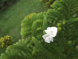 샌제이 간디 공원
