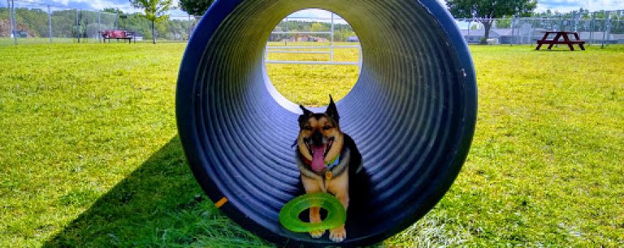 Thielman Bark Park