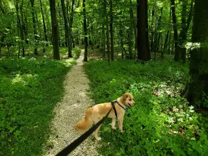 Lincoln Park