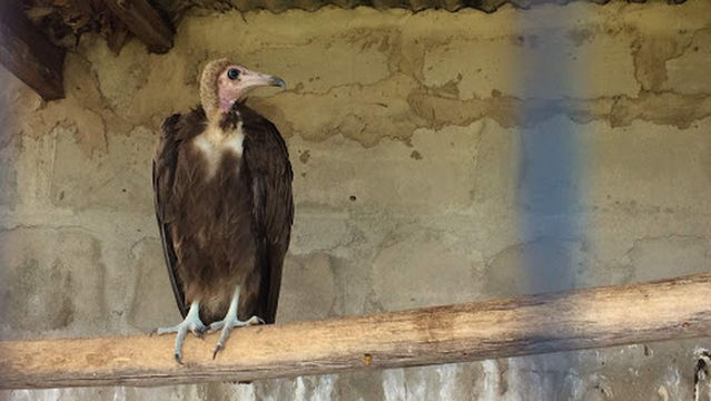 Bagamoyo Central Park