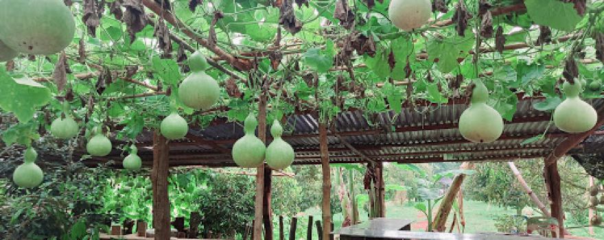 Loong Serm Garden