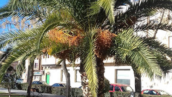 Parque Alfonso Suárez