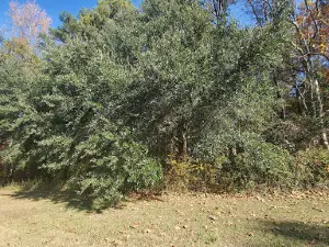 Blythewood Park