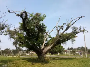Parque Monteiro Lobato