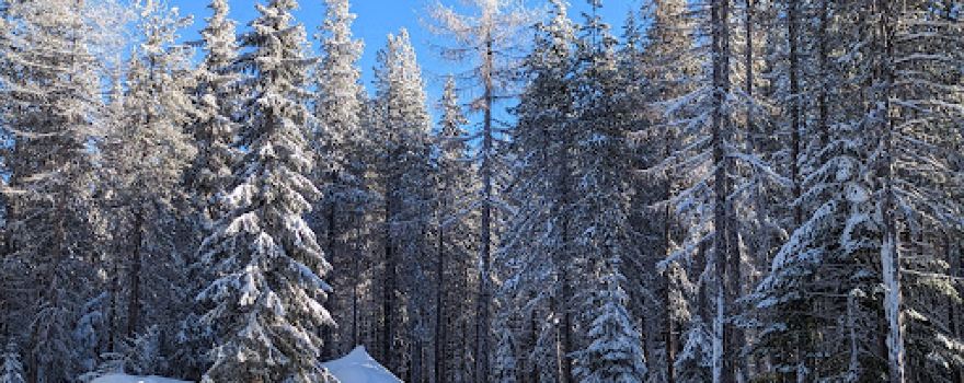 Umatilla National Forest