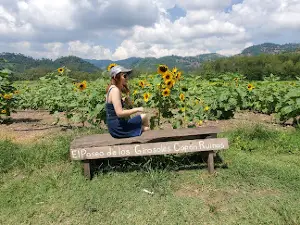 El Paseo de los Girasoles