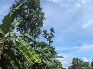 Giant Toog Tree