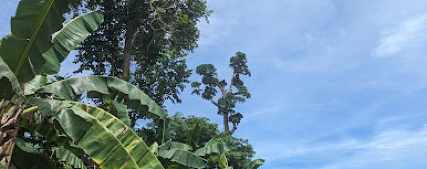 Giant Toog Tree