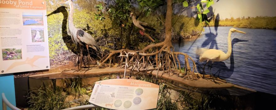 Cayman Islands National Museum