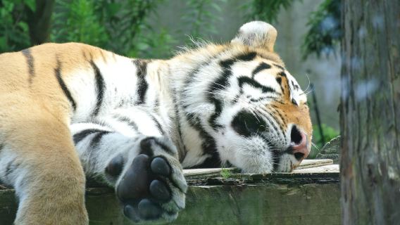 Omoriyama Zoo