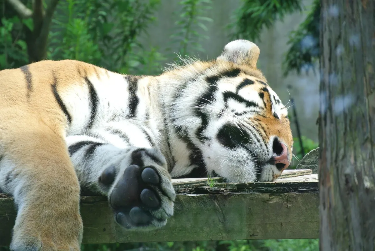 Omoriyama Zoo