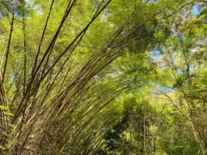 Parque municipal de Maceio